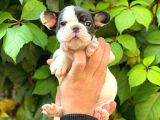 Si̇yah Beyaz Di̇şi̇ French Bulldog Yavrumuz