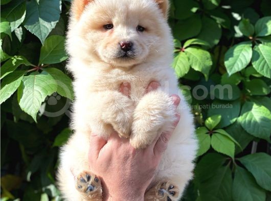 Muhteşem Chow Chow Yavrularımız görsel