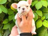 Beyaz Di̇şi̇ French Bulldog Yavrumuz