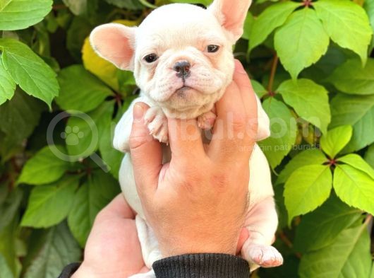Beyaz Di̇şi̇ French Bulldog Yavrumuz görsel