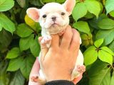 Beyaz Di̇şi̇ French Bulldog Yavrumuz