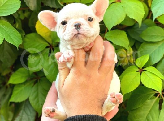 Beyaz Di̇şi̇ French Bulldog Yavrumuz görsel