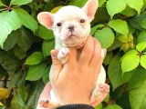 Beyaz Di̇şi̇ French Bulldog Yavrumuz