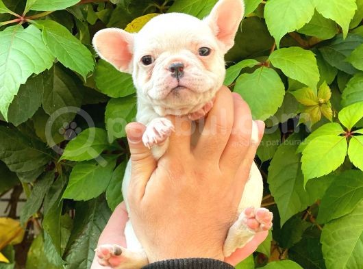 Beyaz Di̇şi̇ French Bulldog Yavrumuz görsel
