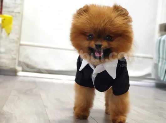 14 Aylık Erkek Minik Ankara görsel