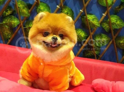 16 Aylık Erkek Pomeranian görsel