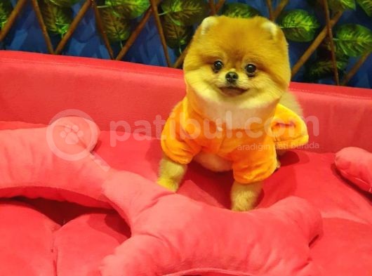 16 Aylık Erkek Pomeranian görsel