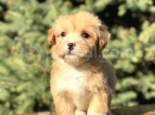 Birbirinden Güzel Maltıpoo Yavrular görsel