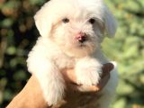 Özel Üretim Özel Maltıpoo Yavrular