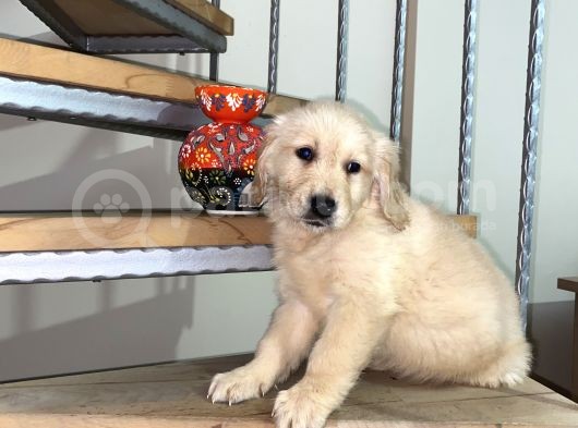 Baby Face Golden Retriever Yavrular Hazır görsel
