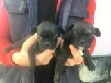 Fransız Bulldogs