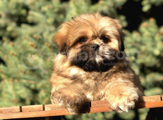 Shih -Poo Yavrumuz görsel
