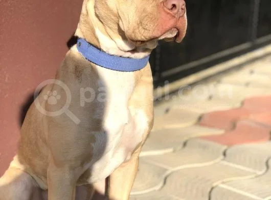 6.5Aylık Staffordshire