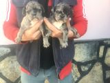 Fransız Bulldogs
