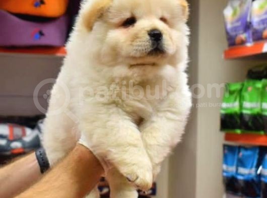 Üst Kalite Chow Chow Yavrular görsel