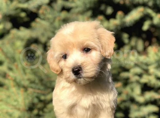 Dizayn Irk Maltipoo Yavrular