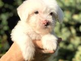 Özel Üretim Özel Maltıpoo Yavrular