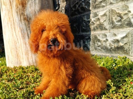 Red Brown Toy Poodle görsel