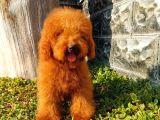 Red Brown Toy Poodle