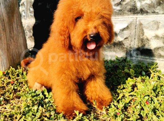 Red Brown Toy Poodle görsel