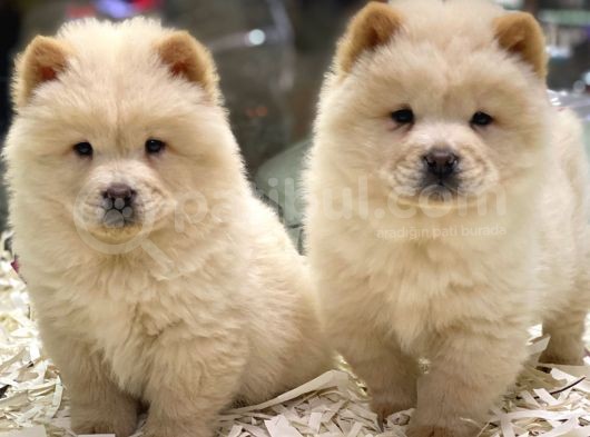 Safkan Çin Aslanı Chow Chow Yavrularımız görsel