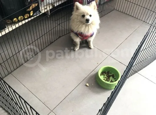 Pomeranian Spitz Büyümeyen Küçük Irk