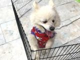 Pomeranian Spitz Büyümeyen Küçük Irk
