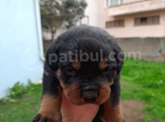A Kalite Rottweiler Yavrularımız görsel