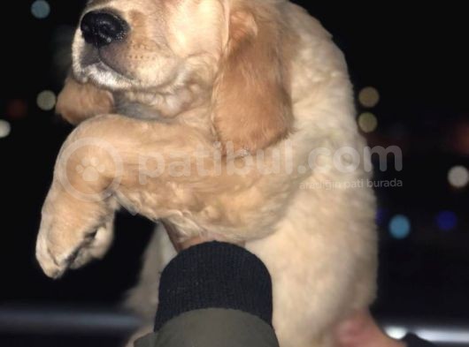 Orj. Babyface Golden Ret Bebeklerimiz - görsel