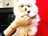 Orj. Teddybear Pomerian Bebeklerimiz -
