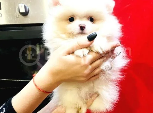 Orj. Teddybear Pomerian Bebeklerimiz -