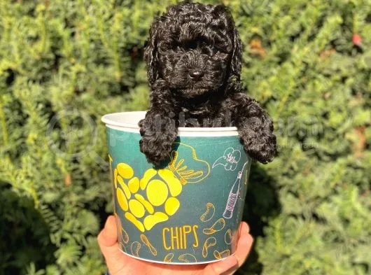Siyah Black Erkek Toy Poodle Bebeğimi