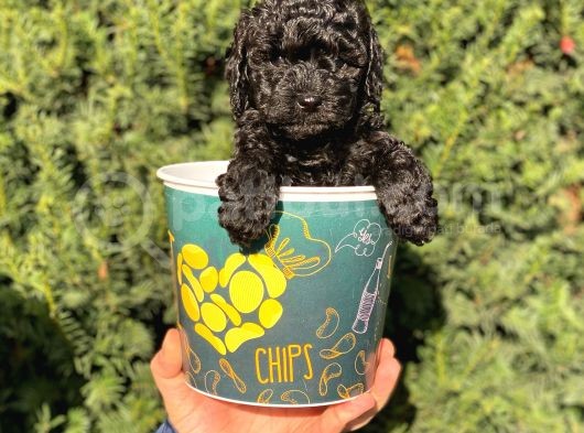 Siyah Black Erkek Toy Poodle Bebeğimi görsel