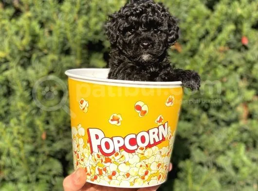 Siyah Black Dişi Toy Poodle Bebeğimiz