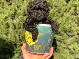 Siyah Black Erkek Toy Poodle Bebeğimi