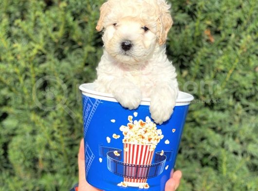 Apricot Krem Toy Poodle Bebeğimiz görsel
