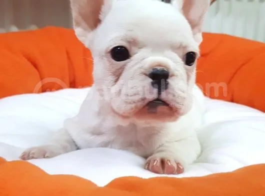 Veteriner Teknikerinden Irk Ve Sağlık Garantili French Bulldog