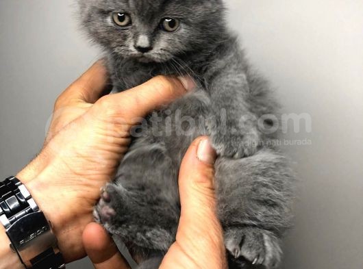 British Shorthair görsel