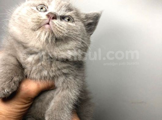 British Shorthair görsel
