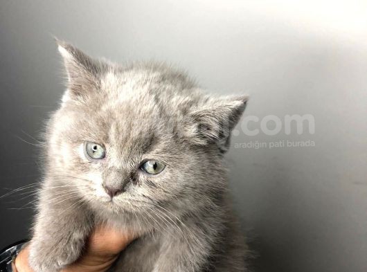 British Shorthair görsel
