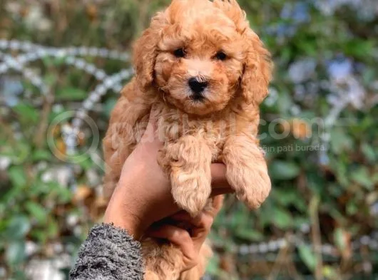 Küt Burun Toy Poodle Yavrumuz Ev Doğumlu