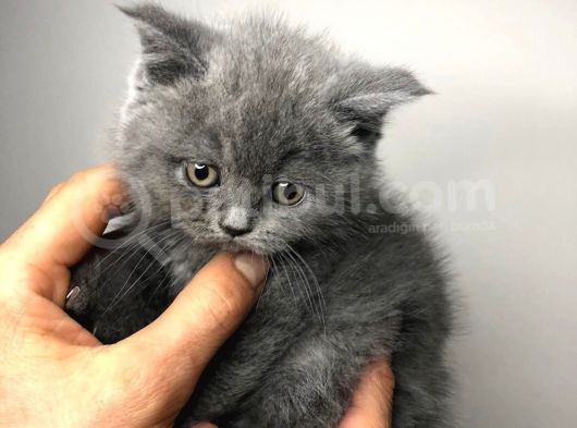British Shorthair görsel