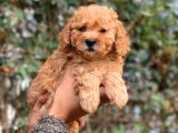 Küt Burun Toy Poodle Yavrumuz Ev Doğumlu