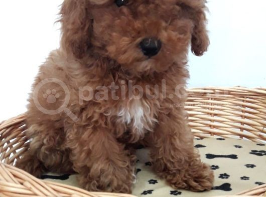 Toy Poodle görsel