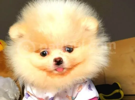 Evinizin Neşe Kaynağı Safkan Pomeranian Boo Yavruları
