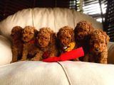 Bebek Surat Toy Poodle Yavrular Wc Eği̇ti̇mli̇