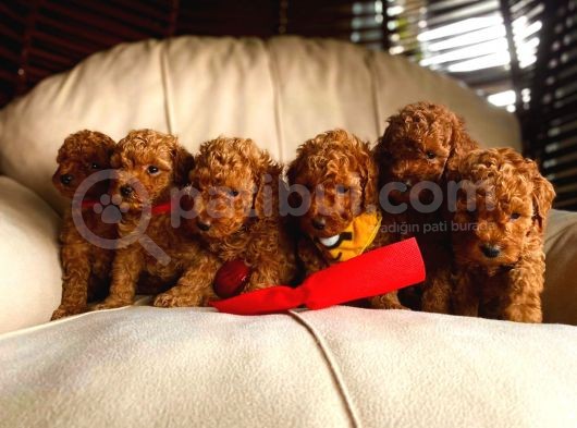 Bebek Surat Toy Poodle Yavrular Wc Eği̇ti̇mli̇ görsel