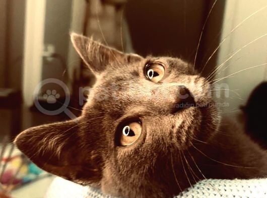 4 Aylik Russian Blue görsel