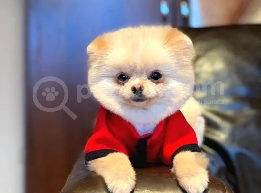 Pomerian Boo