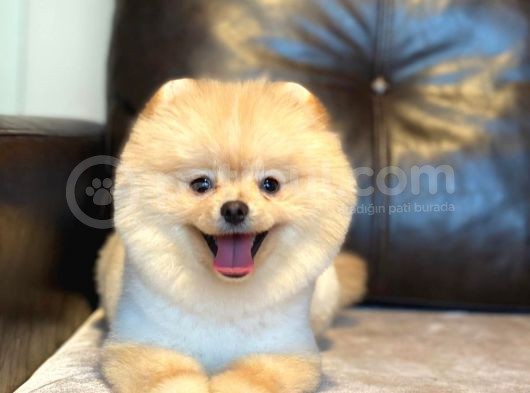 Pomerian Boo görsel